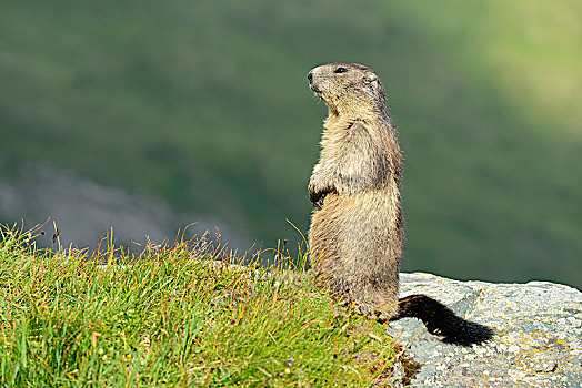 阿尔卑斯山土拨鼠,旱獭,站立,后腿,远眺,环境,上陶恩山国家公园,提洛尔,奥地利,欧洲