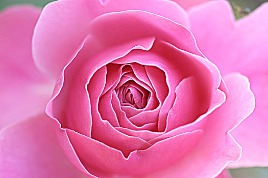 特写,粉红玫瑰,芽