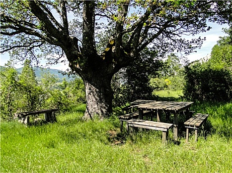 野餐桌,树