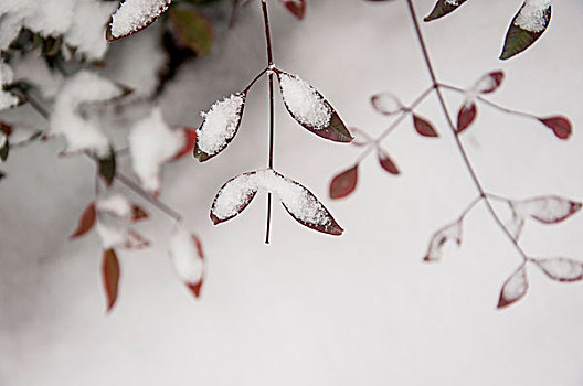 被雪花覆盖色树叶