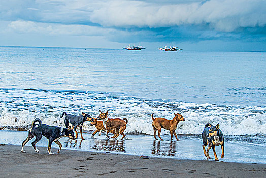 印尼,风光,大海,云彩,沙滩,狗,斗争