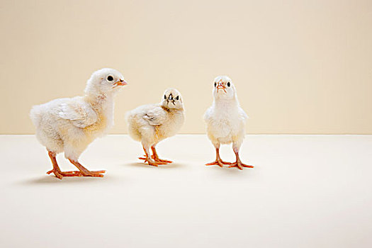 三个,幼禽,米色背景,棚拍