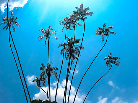 棕榈树,植物园,斯里兰卡