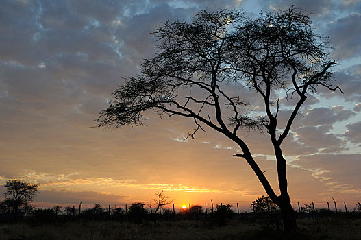 刺槐,日出,埃托沙国家公园,区域,纳米比亚,非洲