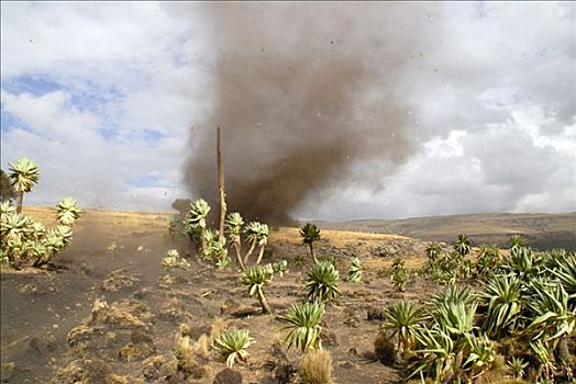 灰尘,巨大,山梗莱属植物,山峦,国家公园,靠近,埃塞俄比亚