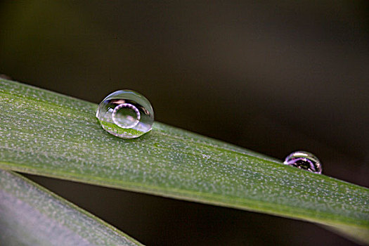 水珠