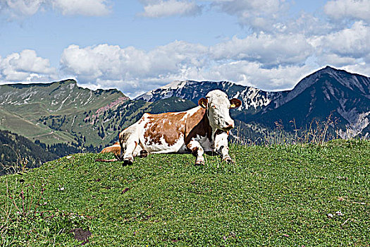 母牛,卧,山顶