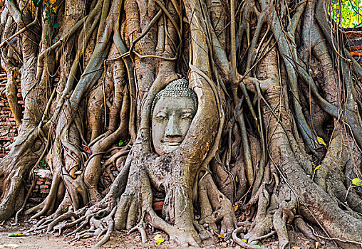 佛,头部,雕塑,树,根部,玛哈泰寺,大城府,泰国,亚洲