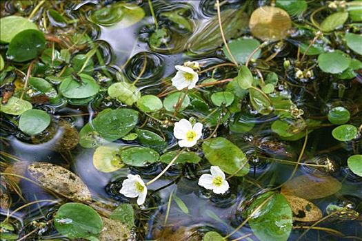 水生植物