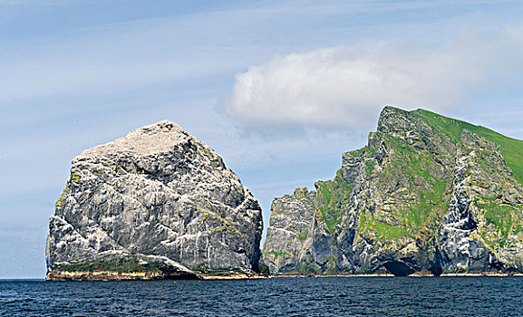 岛屿,群岛,苏格兰,北方,塘鹅,憨鲣鸟,全球,大幅,尺寸