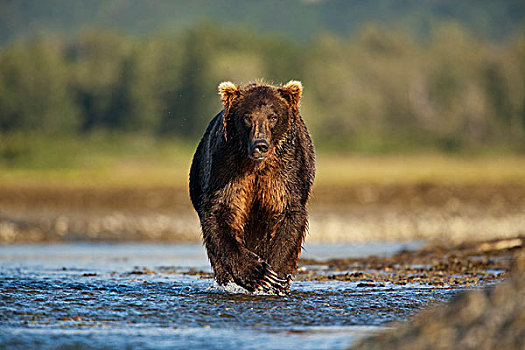 美国,阿拉斯加,卡特麦国家公园,大灰熊,棕熊,走,三文鱼,卵,蒸汽,靠近,湾,夏末,早晨