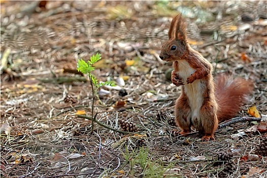 红松鼠,树林