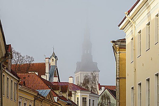 老城,屋顶,教堂,折叠,晨雾,塔林,爱沙尼亚