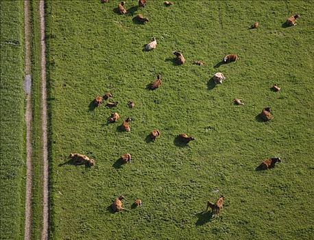 母牛,草场,下莱茵,景色,北莱茵威斯特伐利亚,德国,欧洲