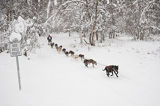 狗,跑,雪橇狗,比赛,阿拉斯加