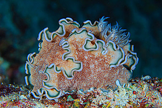褶皱,裸鳃类动物,珊瑚