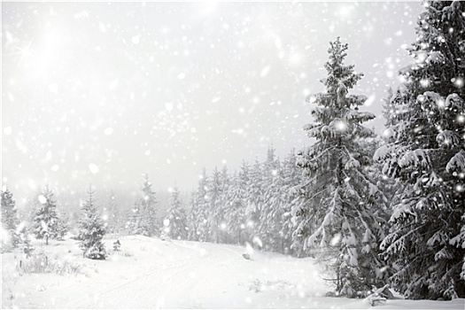 冬季风景,雪,冷杉