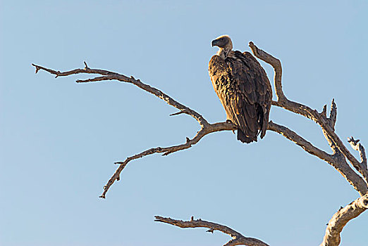 秃鹰,克鲁格国家公园,南非,非洲
