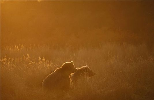 大灰熊,棕熊,一对,黄昏,太阳,阿拉斯加