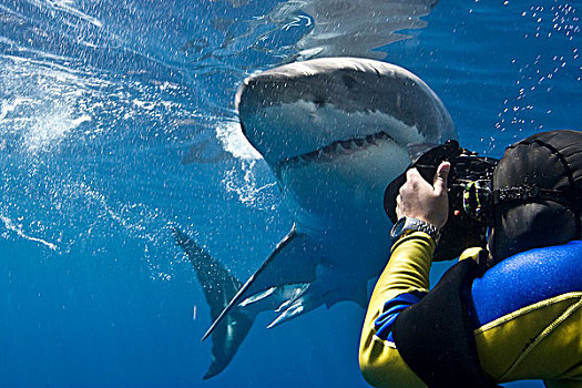 大白鲨,沙鲨属,制作,摄影师,拿,照相,瓜达卢佩岛,墨西哥