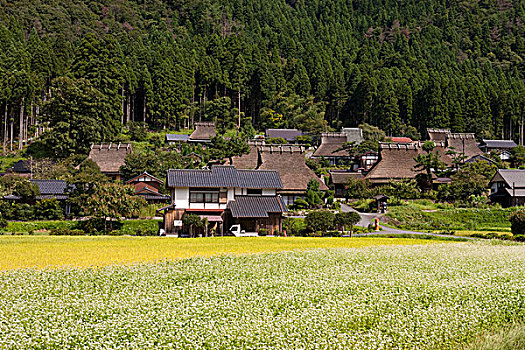 传统,房子,京都府,日本