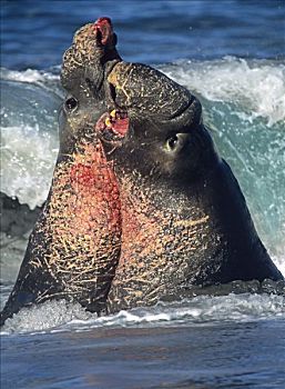 北方,海象,北象海豹,两个,雄性动物,争斗,海浪,加利福尼亚,海岸
