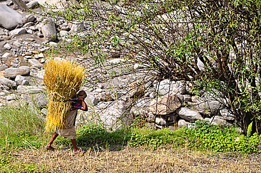 小麦,安娜普纳地区,尼泊尔,亚洲