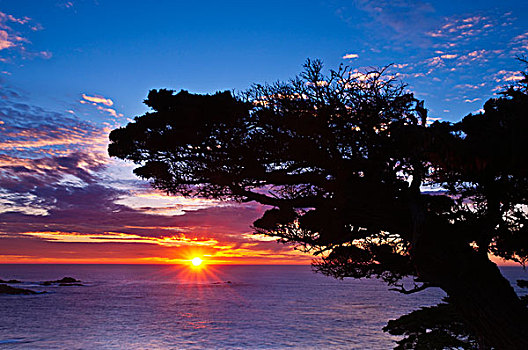 柏树,日落,罗伯士角州立保护区,加利福尼亚,美国