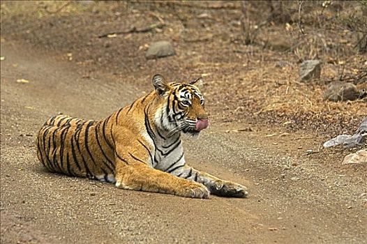 虎,坐,土路,舔,嘴唇,伦滕波尔国家公园,拉贾斯坦邦,印度