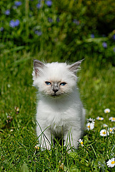 缅甸猫,小猫,坐,草地