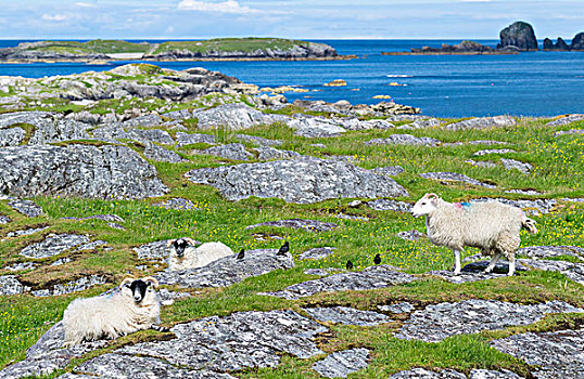 绵羊,岛,家,骑,背影,只有,苏格兰,五月,大幅,尺寸