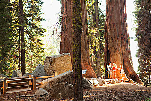 年轻人,看,巨杉,树,巨树,小路,区域,红杉国家公园,加利福尼亚,美国