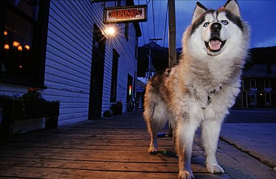 雪橇狗,肖像,阿拉斯加,美国