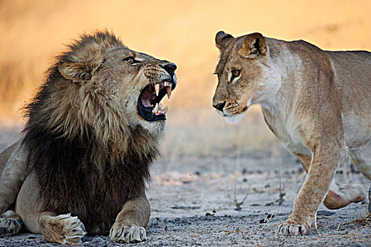 非洲狮,狮子,叫,女性,莫雷米禁猎区,奥卡万戈三角洲,博茨瓦纳