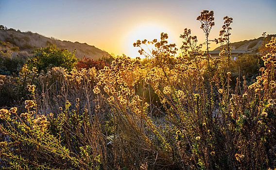 开花植物,草,逆光,日落,晶莹,小湾,州立公园,橙色,加利福尼亚,美国,北美