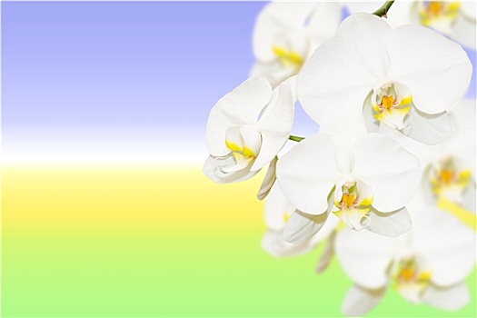 纯,白色,兰花,自然,模糊,倾斜