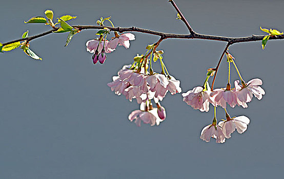 日本,樱桃,樱花