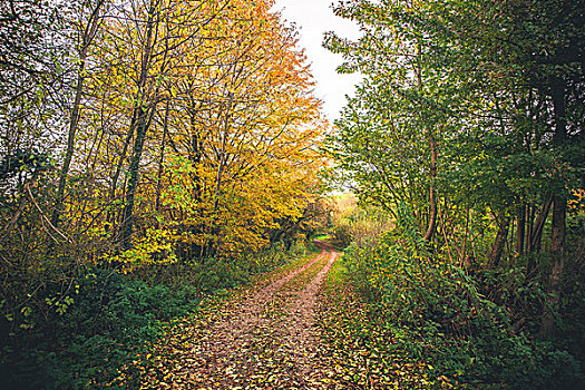 风景,金色,树,秋天,秋叶,遮盖,弯曲,小路,树林