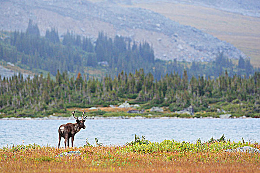 树林,北美驯鹿,雄性动物,不列颠哥伦比亚省,加拿大