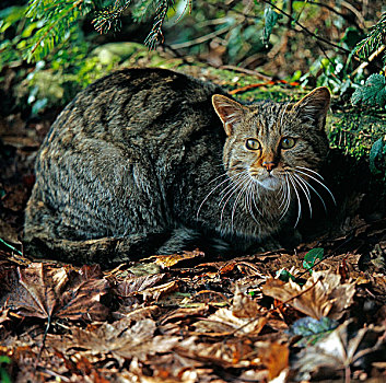 野猫科动物,矮树丛,捕食