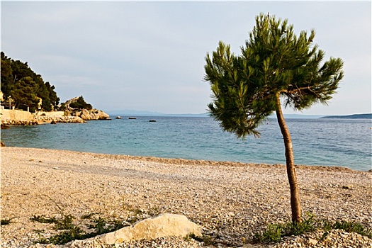 松树,岩石,海滩,克罗地亚
