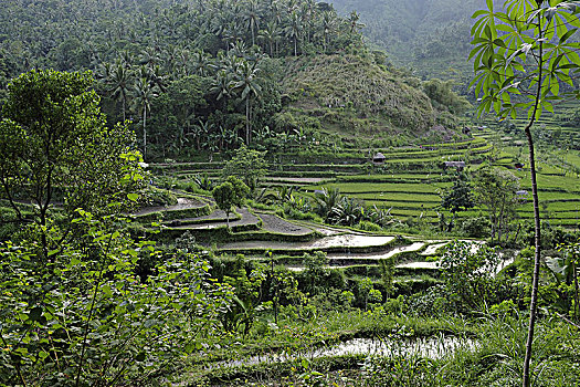 印度尼西亚,巴厘岛,风景,稻田,布撒基寺,连续,漂亮,阶梯状