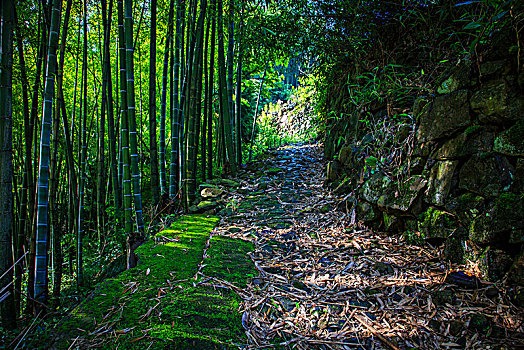 鄞州,塘溪镇,东山古道,竹林,山路