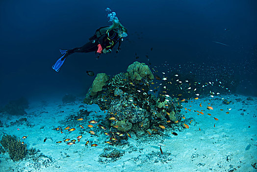 女性,潜水,游泳,靠近,珊瑚礁,印度洋,马尔代夫,亚洲
