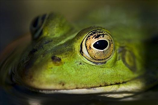 肖像,青蛙,眼,德国