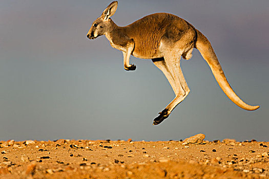 红袋鼠,跳跃,国家公园,新南威尔士,澳大利亚
