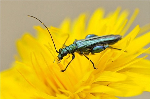 甲虫,黄花