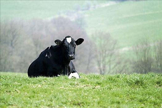 黑白,黑白花牛,母牛,躺着,草场