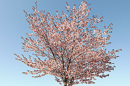 樱桃树,盛开