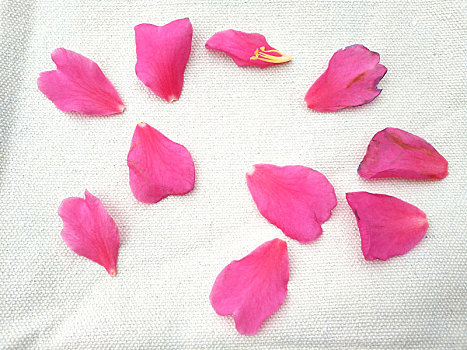 粉色花朵,茶花,山茶花